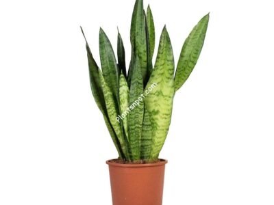 Snake Plant Green (سنیک پلانٹ)