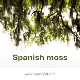 Spanish Moss - Elegant & Low-Maintenance Indoor Plant