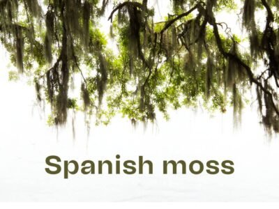 Spanish Moss - Elegant & Low-Maintenance Indoor Plant