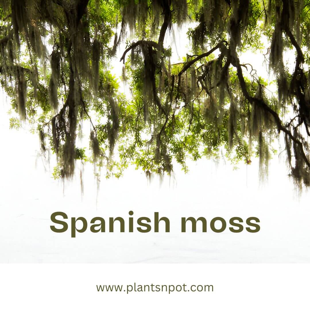 Spanish-moss-1.jpg
