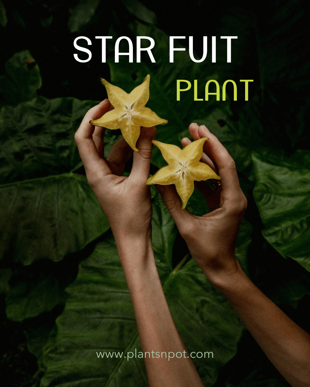 Star fruit Plant