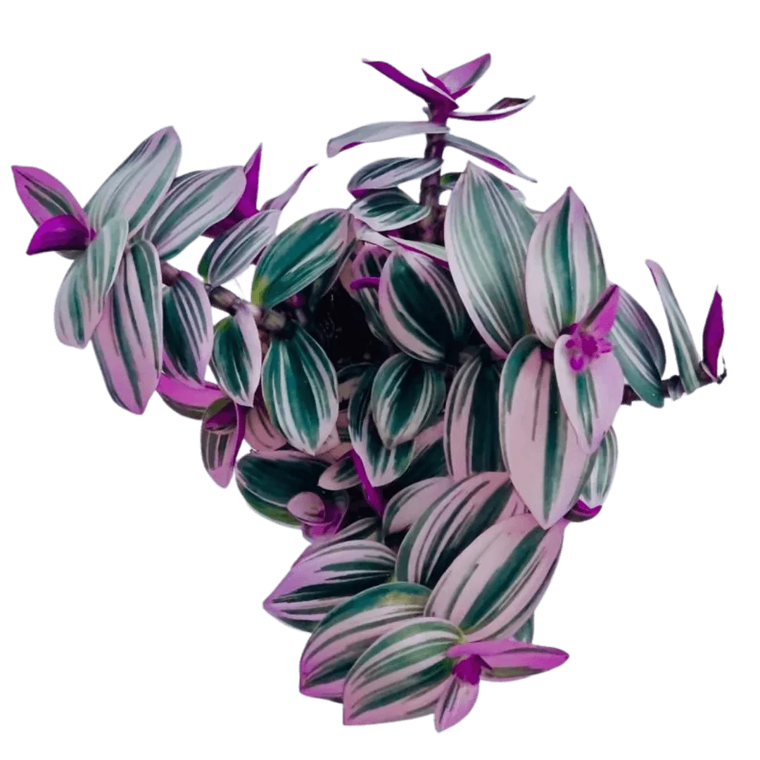 Tradescantia-Nanouk-Pink-Trailing-House-Plant-Full-Plant.png