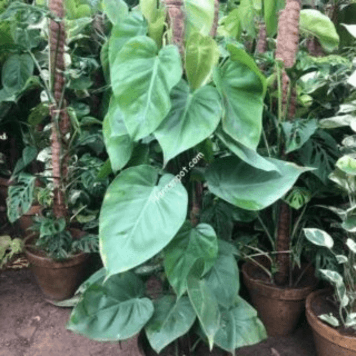 Philodendron scandens Kratiste - Sweetheart plant