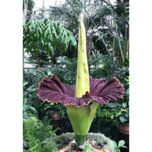 Corpse https://en.wikipedia.org/wiki/File:Amorphophallus_titanum_(corpse_flower)_-_2.jpglower (Amorphophallus titanum)
