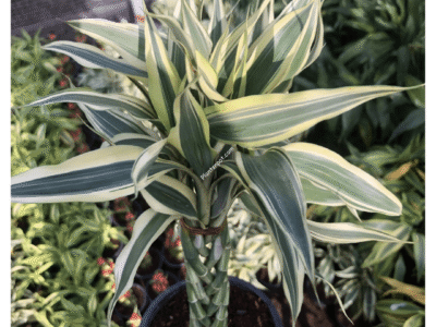 Lucky Bamboo Plant Braided Bunch