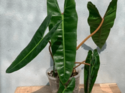 Philodendron Billietiae