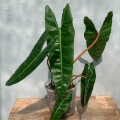 Philodendron Billietiae