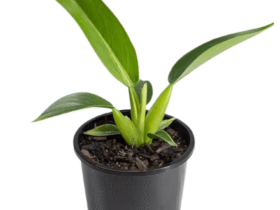 Philodendron Fat Boy