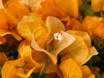Orange bougainvillea