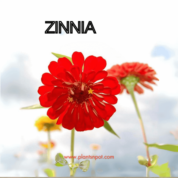 Zinnia Flower