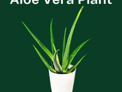 Aloe Vera Plant – Natural Healing & Fresh Air for Your Home