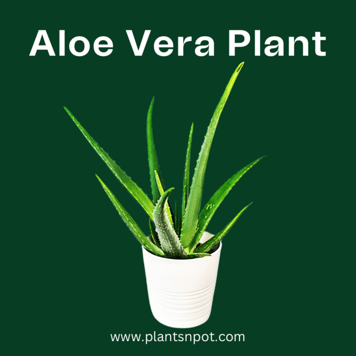 Aloe Vera Plant – Natural Healing & Fresh Air for Your Home