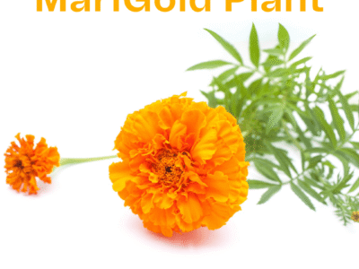Mari Gold Flower Plant- گیندا