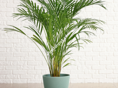 Areca Palm-Golden Palm