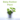 baby-rubber-plant-1.png