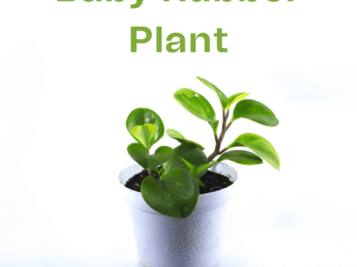 Baby Rubber Plant (Peperomia Obtusifolia) – Indoor Potted Plant