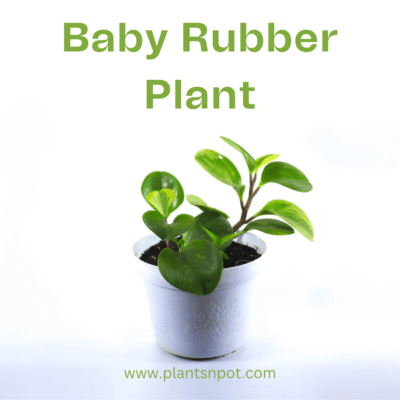 Baby Rubber Plant (Peperomia Obtusifolia) – Indoor Potted Plant