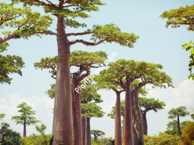 Baobab Tree – Adansonia Plant | Exotic Outdoor Karachi