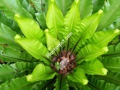 Bird Nest Fern