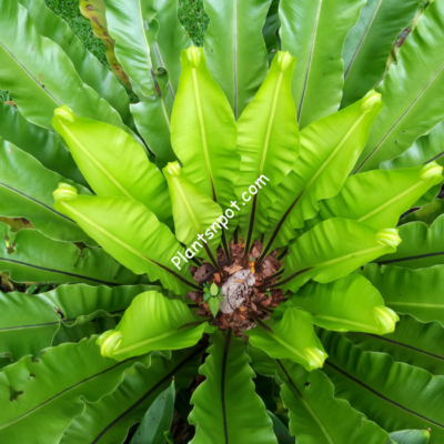 Bird Nest Fern