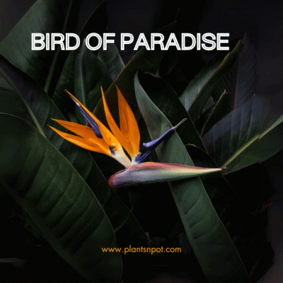 Bird Of Paradise