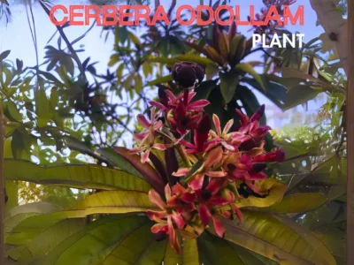 Rare Cerbera odollam,Suicide tree or Pong-pong evergreen tree