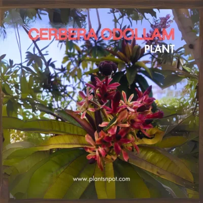 Rare Cerbera odollam,Suicide tree or Pong-pong evergreen tree