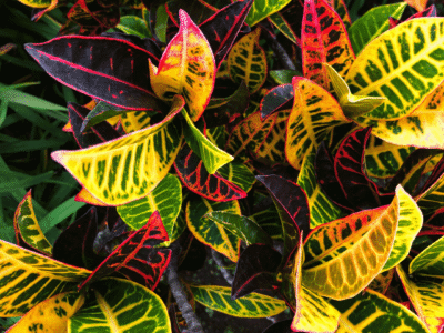 Croton | Codiaeum variegatum House Plant