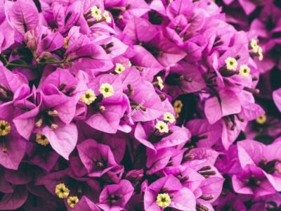 Bougainvillea- Flowering Plant
