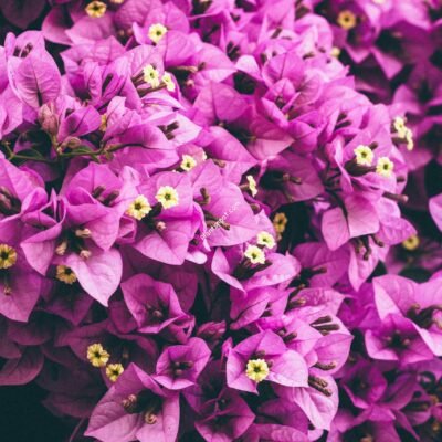 Bougainvillea- Flowering Plant