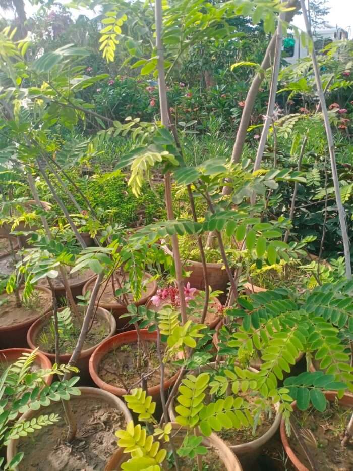 Cassia Javanica Tree - Image 2