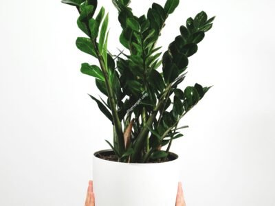 Raven Black ZZ Plant - Zamioculcas zamiifolia imported