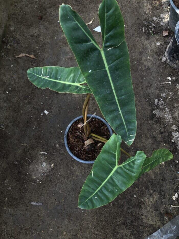 Philodendron Billietiae - Image 2