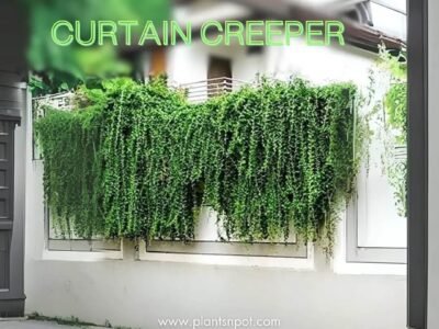 Curtain Creeper Bombay Creeper Parda Bael