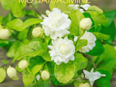 Motia Jasmine Flower Plant