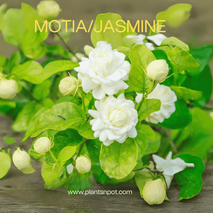 Motia Jasmine Flower Plant