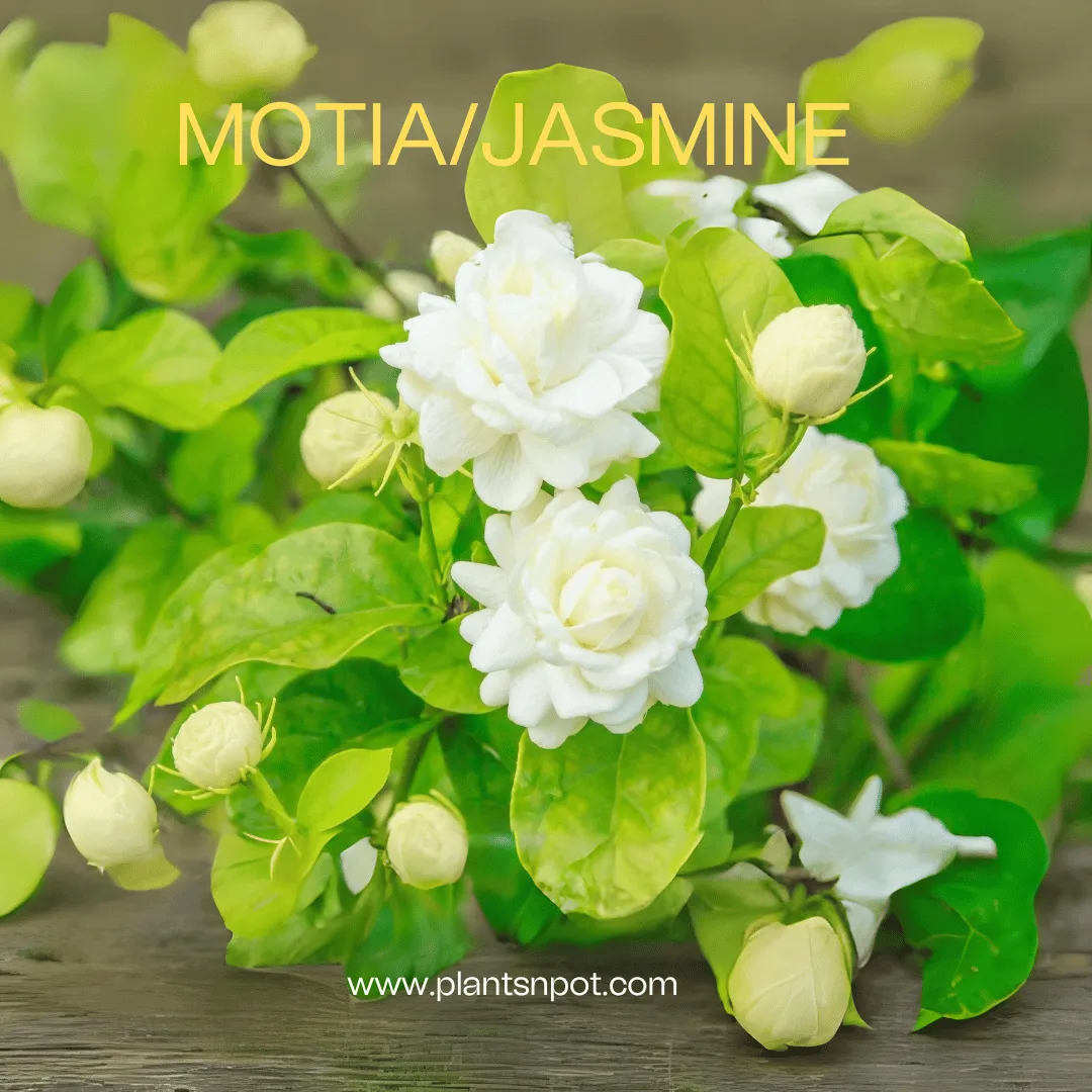 jasmine-plant.png