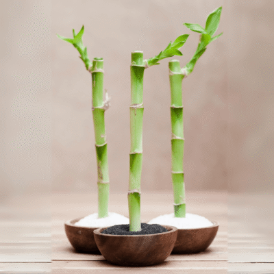 Lucky Bamboo