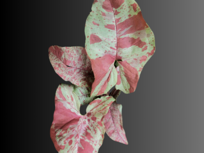 Syngonium Milk Confetti