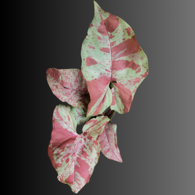 Syngonium Milk Confetti