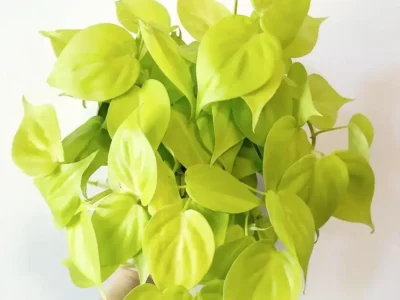Philodendron Lemon Lime