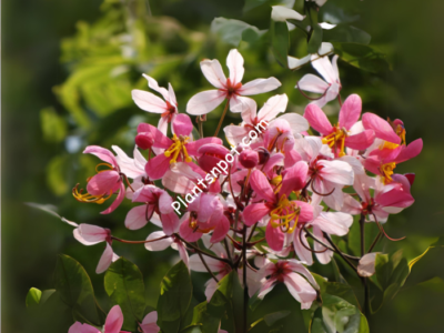 Cassia Javanica Tree