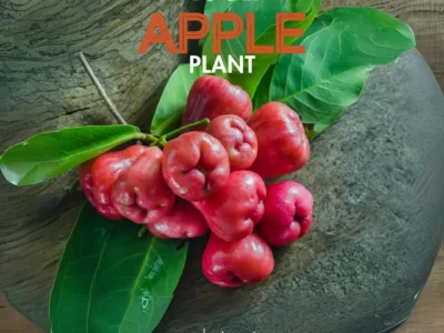 Rose Apple Fruit Plant