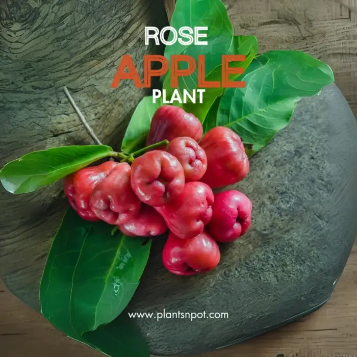 Rose Apple Fruit Plant