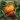 sensation-mango-plant.webp