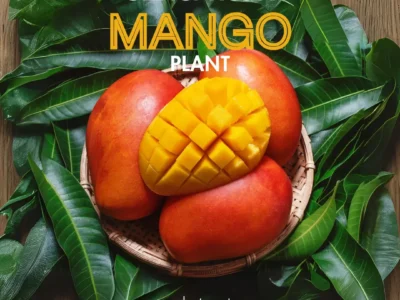 Sensation Mango Plant (Red Skin Exotic Variety)