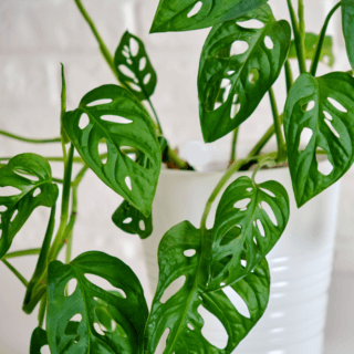 Monstera adansonii Swiss Cheese Plant