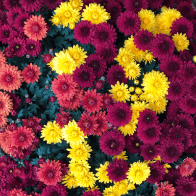 Chrysanthemum Flowering Plant