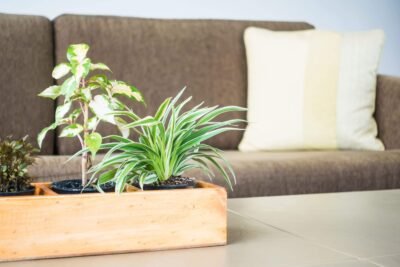 vase-plant-decoration-room (1)