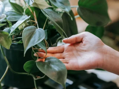 Philodendron hederaceum – Heartleaf Plant